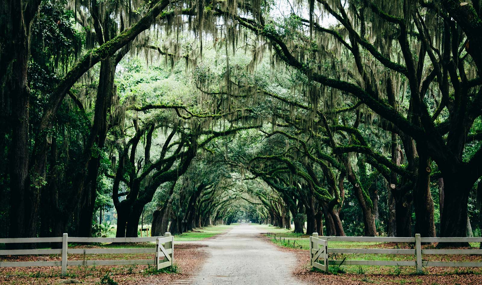 Driveway with live oaks in south carolina
